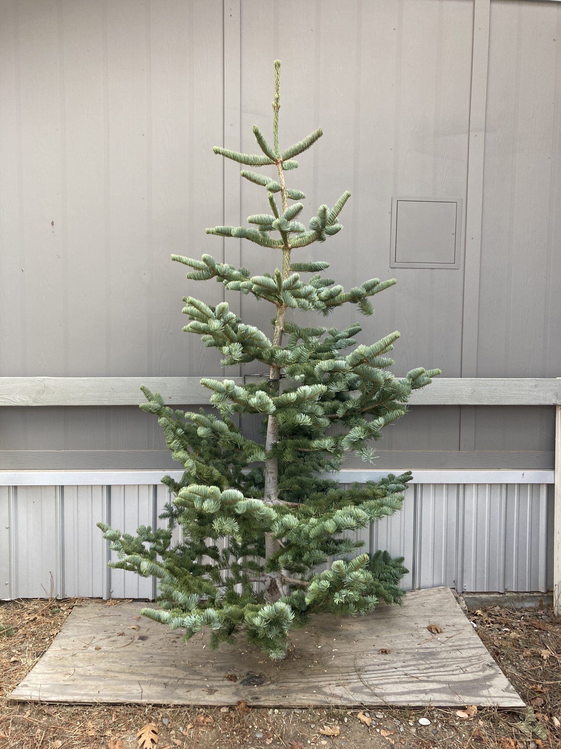 Silvertip Christmas Trees 