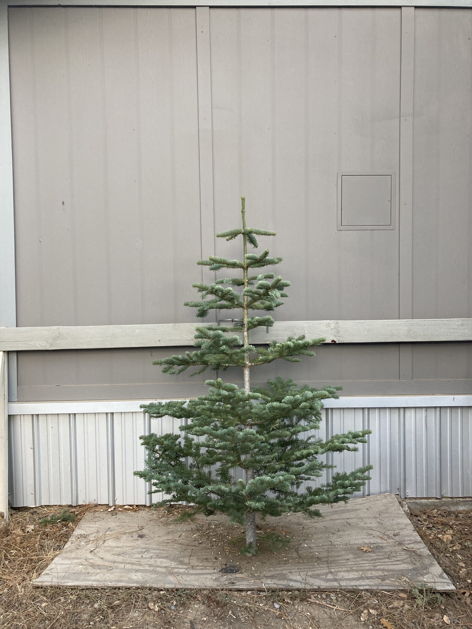 Silvertip Christmas Trees 